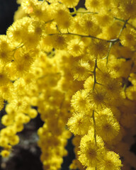 Closeup of beautiful blooming bright yellow fluffy mimosa flowers shining in sunlight