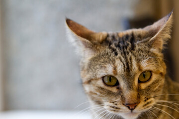 Bonito Gato o Beautiful Cat
