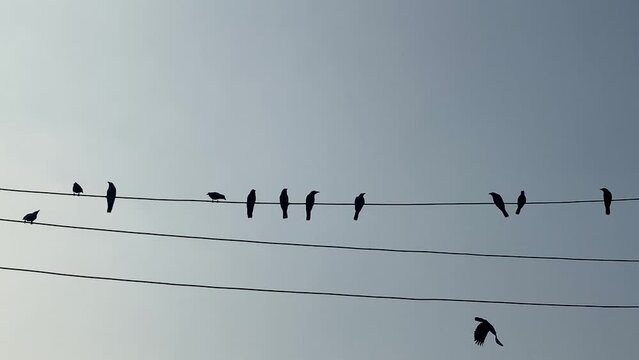 Silhouette of flock of birds perched on wire. Few fly away later. slow motion