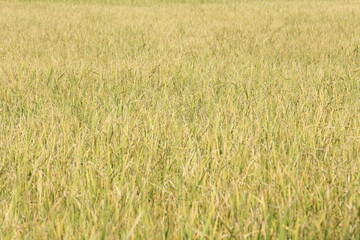 Golden rice fields in Thailand.
