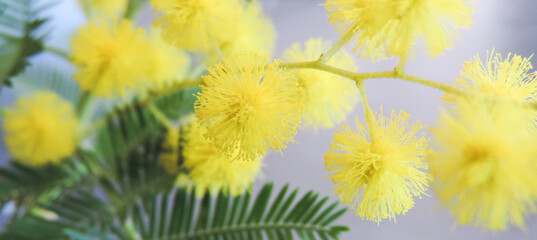 Spring yellow mimosa flowers blured, defocused banner. Easter, Women's day concept.      
