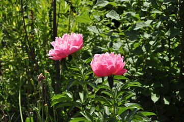 Blooming garden flowers peonies. Peonies in the garden. 