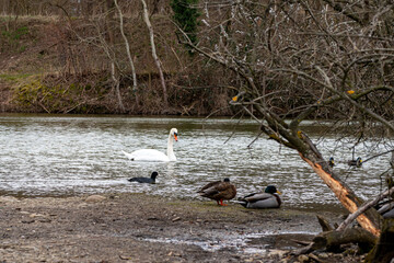 Cygne et canards sur un étang