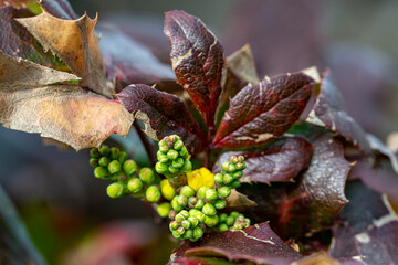 Baie verte sur feuille rouge, Proxy