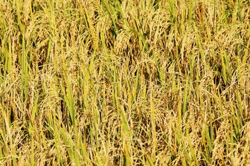 Golden rice fields in Thailand.
