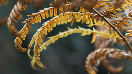 Macro de feuilles de fougère, aux couleurs diverses, dans la forêt des Landes de Gascogne, en...