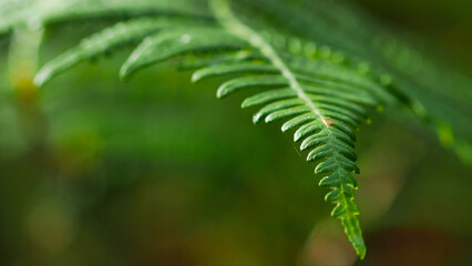 Macro de feuilles de fougère, aux couleurs diverses, dans la forêt des Landes de Gascogne, en...