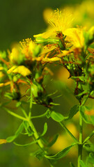 Macro de fleurs de bruyères, et autres fleurs sauvages, à proximité d'un chemin, dans la forêt des Landes de Gascogne