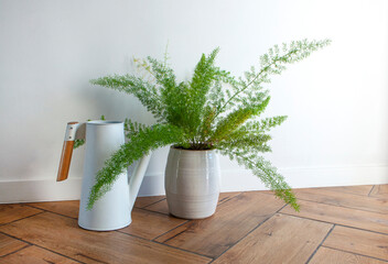 A large house plant and watering can on the floor in a bright living room.