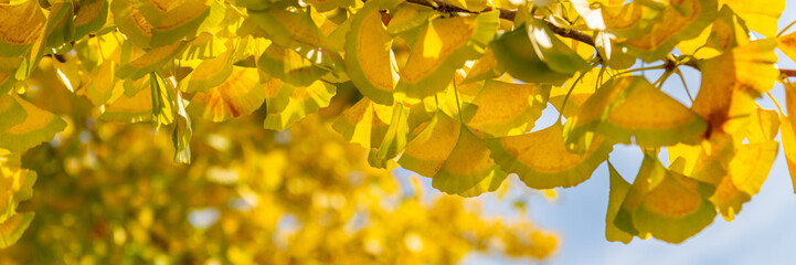 Yellow Ginkgo biloba tree