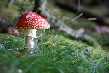 Fliegenpilz im Wald