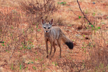 bengal fox -  Vulpes bengalensis - indian fox