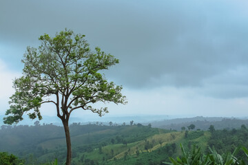 Obraz premium tree on the hill