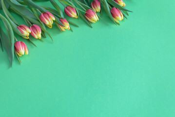 Top view of bunch of yellow and pink tulips arranged on a green background with copy space on the right.