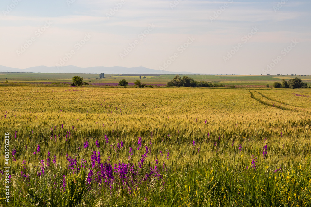 Wall mural wide bright yellow field of wheat and flowers in spring