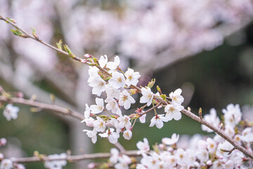 Beautiful Yoshino Sakura Cherry Blossom is blooming with sprout in Alishan National Forest Recreation Area in Taiwan.