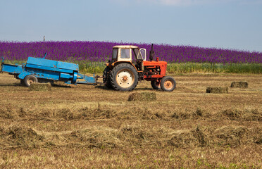 tractor rides on a field with hay on the background of green grass and lilac wild flowers, Bulgaria