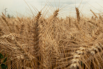 Fototapeta premium landscape, close up golden wheat field in summer, Bulgaria