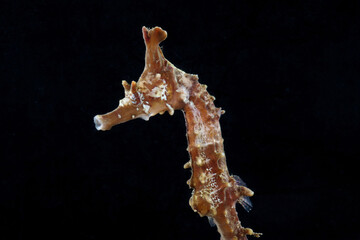 タツノオトシゴ