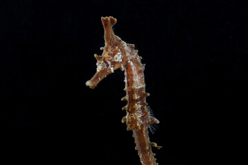 タツノオトシゴ