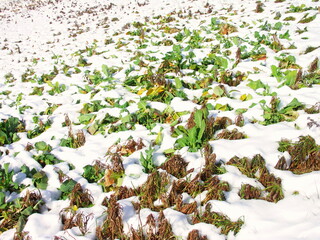早春の若草生える雪解けの江戸川土手風景