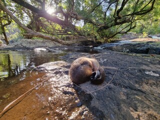 Wild platypus sleeping on the rock in the sun near Atherton, North Queensland, Australia