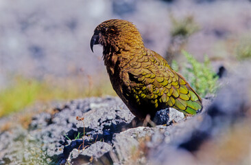 Kea