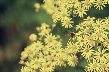 Mouche sur une fleur .