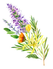 Watercolor hand painted patchouli, ylang ylang and salvia branches and flowers. Watercolor hand drawn illustration isolated on white background, aromatherapy, essential oils