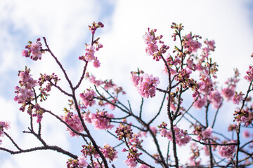 青空の下で満開の濃いピンクの桜、河津桜