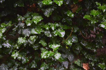Green ivy leaves after rain. Tropical leaves background. Green Plant Texture