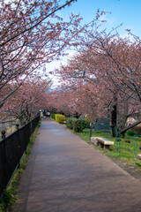 青空の下で満開の濃いピンクの桜、河津桜