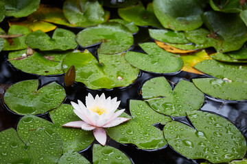 beautiful white water lily or lotus flower in a pond