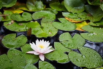 Foto op Canvas beautiful white water lily or lotus flower in a pond © leravalera89