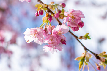 青空の下で満開の濃いピンクの桜、河津桜