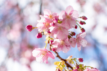 青空の下で満開の濃いピンクの桜、河津桜