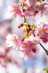 青空の下で満開の濃いピンクの桜、河津桜