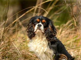 Chien cavalier king charles pour un shooting