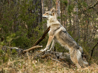 portrait chien loup tchécoslovaque dans les bois
