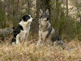 Chien de race border collie avec un chien loup