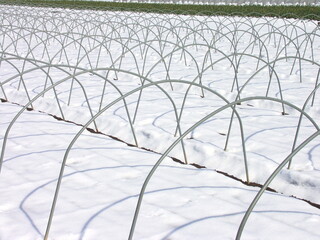 早春の郊外の雪のほうれん草畑風景