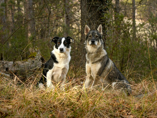 Portrait chien loup tchécoslovaque avec border collie