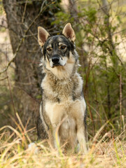 Naklejka na ściany i meble Portrait chien loup tchécoslovaque dans la forêt