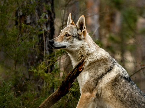 Portrait chien loup tch&eacute;coslovaque