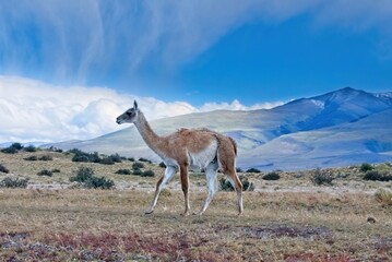 Guanaco in the Chilean foothills