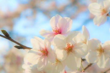 青空　桜の花　満開