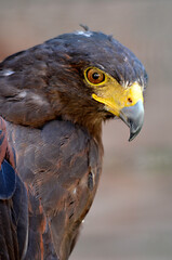 Portrait of Harris Hawk (Parabuteo unicinctus) seen from profile