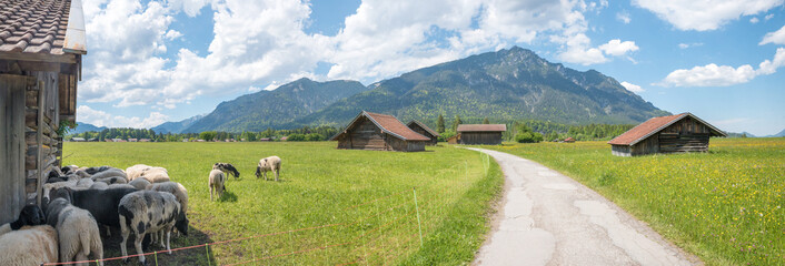 bike route near Hammersbach Grainau, buttercup meadow with wooden huts and sheep flock, view to Kramerspitze mountain, upper bavaria