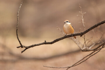 冬枯れの枝で首をかしげるモズ