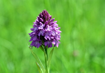 Rosa Hundswurzblüte auf einer Wiese
